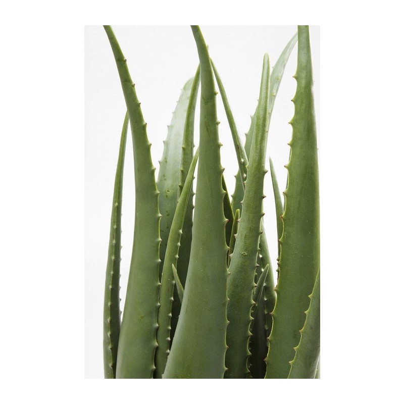 KARE roślina dekoracyjna ALOE 69 cm