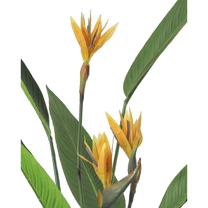 KARE roślina dekoracyjna PARADISE...