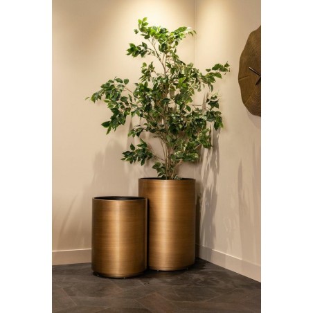 Richmond Donica Dira 50 Szczotkowane      Złoto